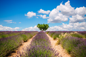 Wall Mural - Champ de Lavandes sur le plateau de Valensole