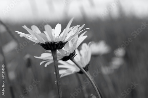 Monochrome photo of daisies in a field of grass. Close up shot of their daint...