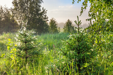 Poster - summer landscape with forest and trees