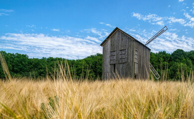 Wall Mural - Old abandoned wooden mill and wheat summer field