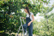 © Andrii - A young pretty girl on a stepladder in overalls collects ripe sweet cherries in the garden on a summer day.