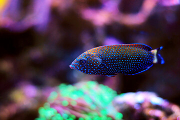 Wall Mural - Blue-spotted wrasse - Anampses Caeruleopunctatus