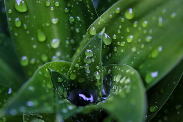 dew on a leaf