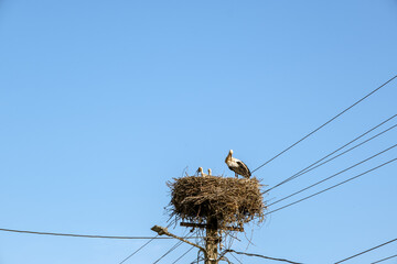 storks in the nest on light poles