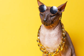 Cat of breed sphinx wearing in fashion glasses and a gold chain. Naked cat. A kitten without wool. Yellow background.