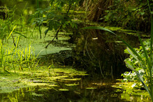 Pond With Green Duckweed Among Trees And Grasses