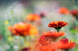 Pot Marigold (Calendula officinalis) on blur background. Red flowering medicinal plant of the family Asteraceae.