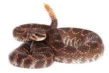 Southern Pacific Rattlesnake (Crotalus Helleri).