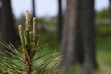 Poster - new growth on lodgepole pine tree