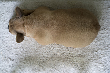Wall Mural - Cute sleeping French bulldog on white dog mat.