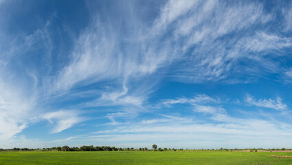 Wall Mural - beautiful summer landscape with forest , blue sky and white clouds, a panorama. spring landscape wit