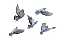 Action Scene Of Group Of Rock Pigeons Flying In The Air Isolated On White Background With Clipping Path