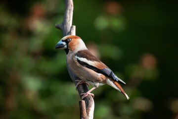 Wall Mural - Hawfinch sitting on a branch looking for food 