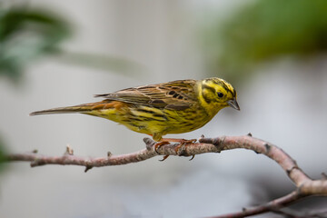 Wall Mural - Goldenhammer sitting on a branch looking for food 