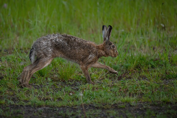 Wall Mural - Running brown hare in the early morning 