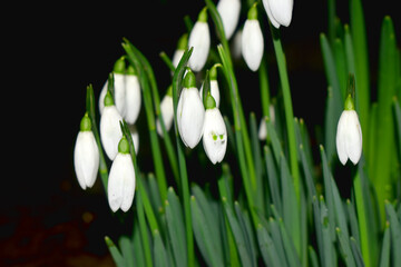  Close-up beautiful snowdrop buds with green leaves on black background.