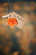 autumn natural background. october time concept. orange maple leaf and paper tag, forest landscape. fall season 