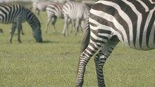 Large Zebra Herd Graze In The African Plains, Close Up. 