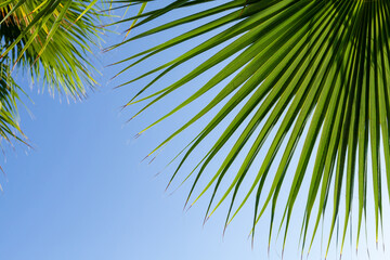 Wall Mural - Palm leaves in front of blue sunny summer sky