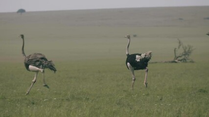 ostriches run through the grasslands.