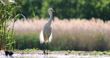 Portrait Of A Great Egret In A Pond