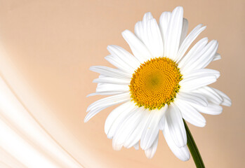 Wall Mural - Chamomile flower on beige background with light fractal wave