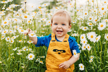 A Blue-eyed And Fair-haired Boy Stands In A Flowery Meadow With Chamomile Flowers And Smiles