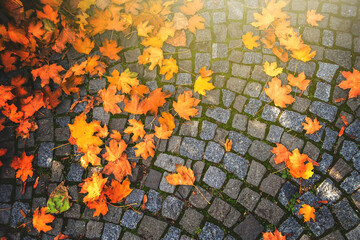 Wall Mural - background of autumn leaves fallen down on cobblestone pavement.