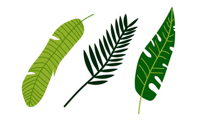 Wall Mural - Tropical Leaf on Stem as Exotic Flora and Foliage Vector Set