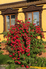 Wall Mural - Ornamental windows with carved frames. Vintage wooden rural house in Suzdal town, Russia. Bush of decorative red climber rose Amadeus: flowers in summer garden. Russian style in architecture. Landmark