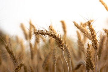 Sticker - Ears of golden wheat, Agriculture farm and farming concept