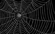 Spider Web On Black Background With Path