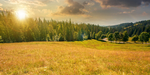 Wall Mural - mountainous countryside panorama at sunset. trees on the meadow along the road. coniferous forest on