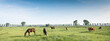horses in green meadow near nijmegen in the netherlands under blue sky in summer