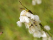 (Eriophorum latifolium) Breitblättriges Wollgras. Wasserpflanze mit weißen Blüten an der Spitze von Stielen mit mittelgrüne lienal Blattwerk