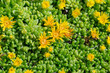 Delosperma nubigenum Lesotho's midday flower closeup
