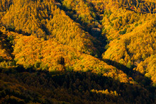 Autumn Yellow Mountains