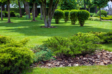 Wall Mural - evergreen thuja bush with tree bark mulching in a park with green lawn and trees in the background, garden bed landscaping on a sunny summer day, nobody.