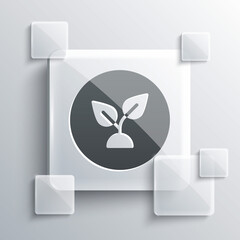 Sticker - Grey Plant based icon isolated on grey background. Square glass panels. Vector