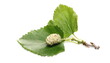 White mulberry fruit with twig and leaves isolated on white background