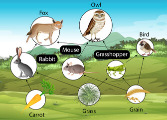 Wall Mural - Education poster of biology for food chains diagram