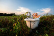 rural landscape with young beautiful sexy blonde woman, taking a bath in nature in a field of yellow sunflowers in a bathtub