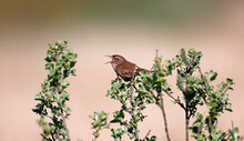 Wren Singing From The Top Of A Bush
