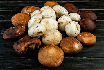 side view of various types of fresh mushrooms on dark rustic wooden background