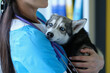 © H_Ko - Veterinarian at reception is holding frightened little husky in arms
