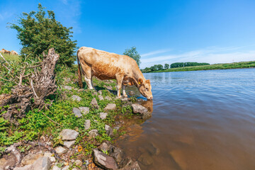 Portrait of a brown cow at a river