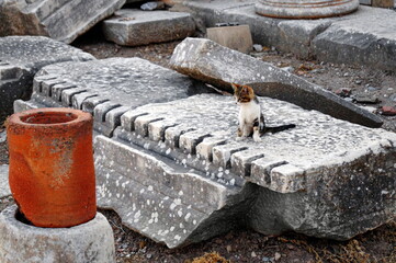 a cat on the ruins of the old city