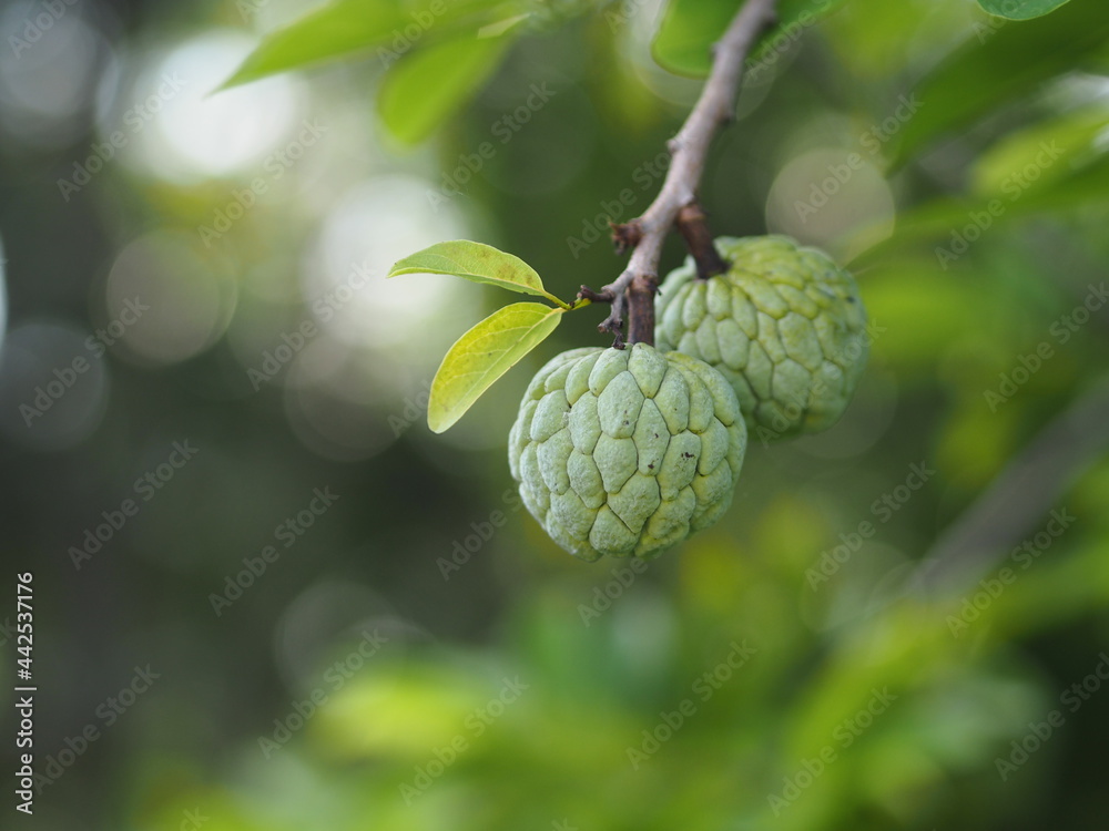 fruit custard apple tree, sugar apple, sweetsop, or anon, Annona ...