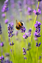 Lavender Flowers With Bumbled Bee