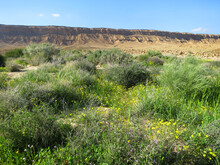 Negev Woestijn In Bloei; Negev Desert In Bloom; Mitzpe Ramon Crater; Israel